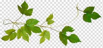 Green leafed plant, Tree Cut Vine Virginia creeper Android, lime frame transparent background PNG clipart