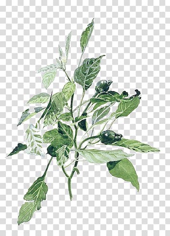 Green leafed plant, Watercolor painting Illustration, Hand-painted Plants transparent background PNG clipart
