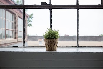 green leafed plant with brown wicker pot beside glass window
