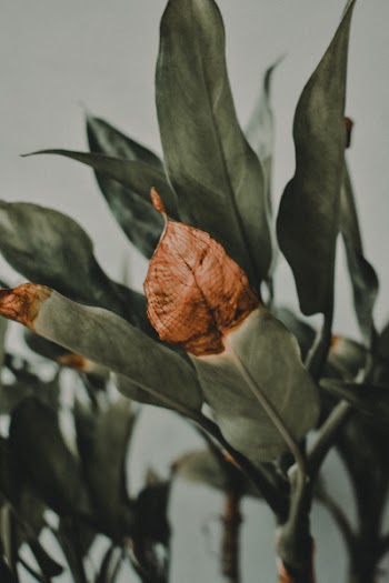 Green Leafed Plant With Dried Brown Tip