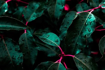 green leafed plant with droplets of water