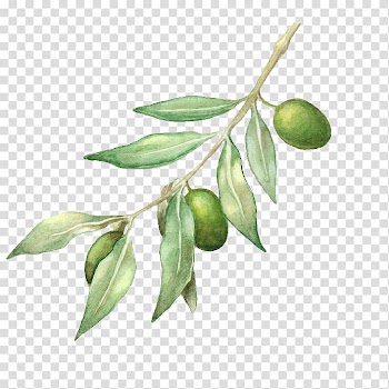 Green leafed plant with green fruit illustration, Olive oil Olive branch Drawing, olive oil transparent background PNG clipart