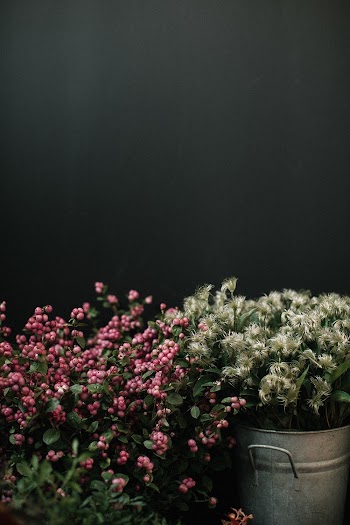 Green-leafed Plant With Pink Flowers