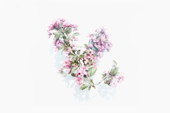 Green-leafed Plant With Pink Flowers