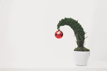 green leafed plant with red bauble