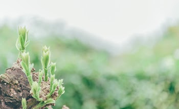 Green Leafed Plant With Shallow Depth of Field