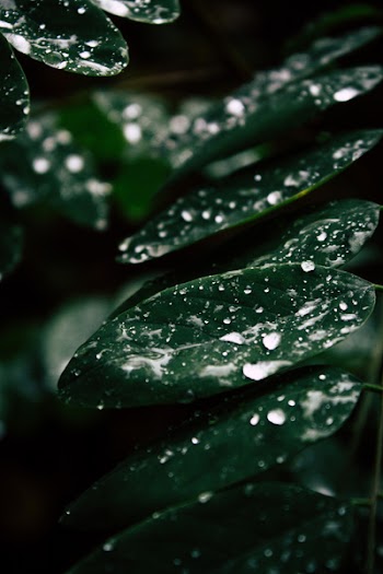 Green Leafed Plant With Water