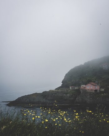 Green-leafed Plant With Yellow Flowers Near Body of Water