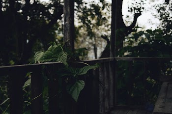 Green-leafed Plants