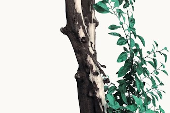 green leafed plants