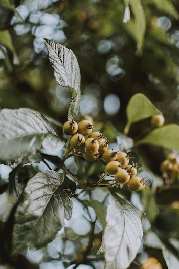 Green Leafed Plants