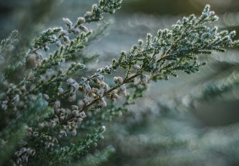 Green Leafed Plants