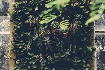 Green Leafed Plants