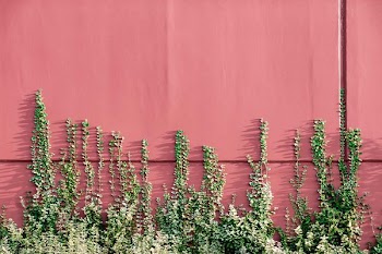 green leafed plants