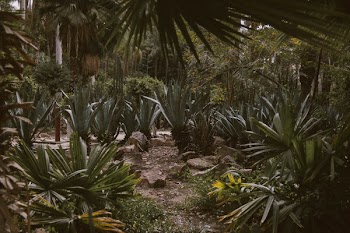 Green Leafed Plants