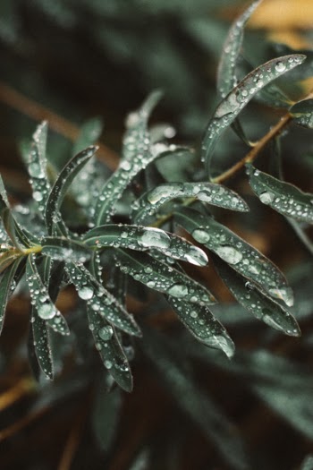 Green-leafed Plants