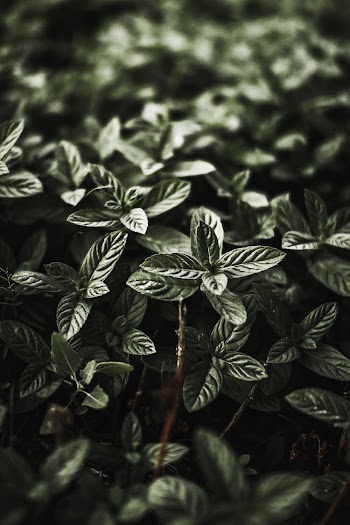 Green-Leafed Plants