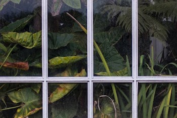 green-leafed plants