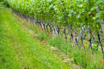 Green Leafed Plants