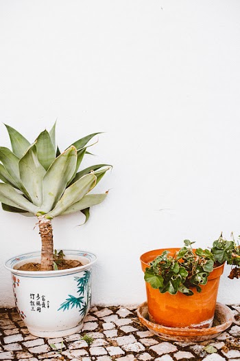 Green Leafed Plants
