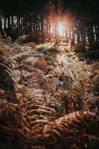 green leafed plants