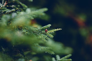 Green Leafed Plants