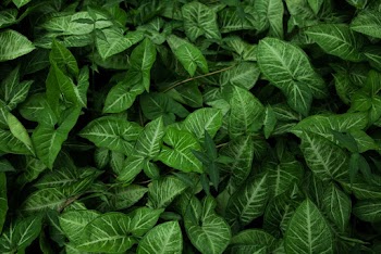 Green-leafed Plants