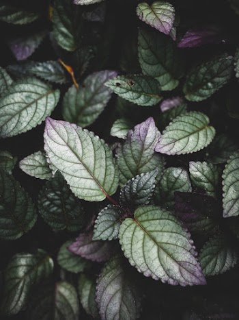 Green-Leafed Plants