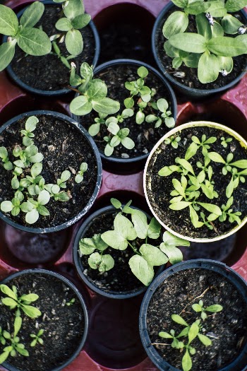 Green Leafed Plants