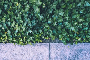 Green Leafed Plants 