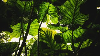 Green Leafed Plants