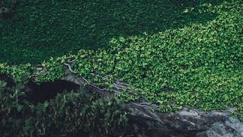 Green-leafed Plants