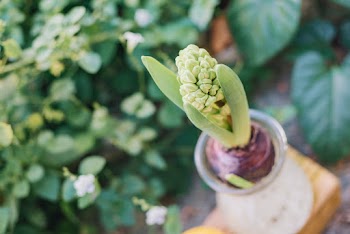 Green-leafed Plants