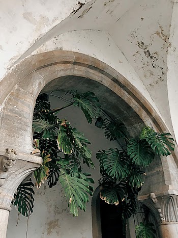 Green Leafed Plants Beside White Building