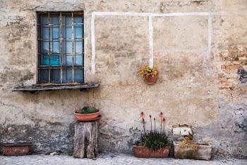 green leafed plants in front of concrete wall