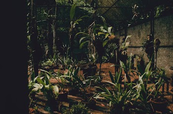 Green-leafed Plants in Greenhouse