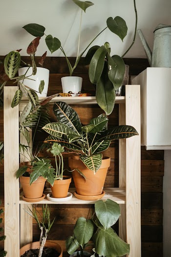 Green-leafed Plants in White Open Rack