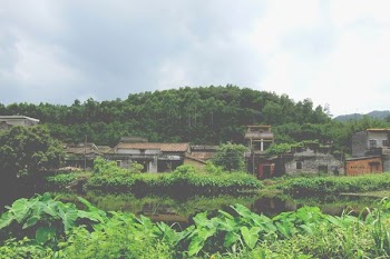 green leafed plants near village