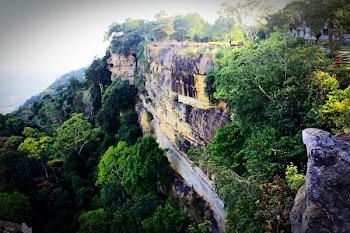 Green Leafed Plants on Cliff
