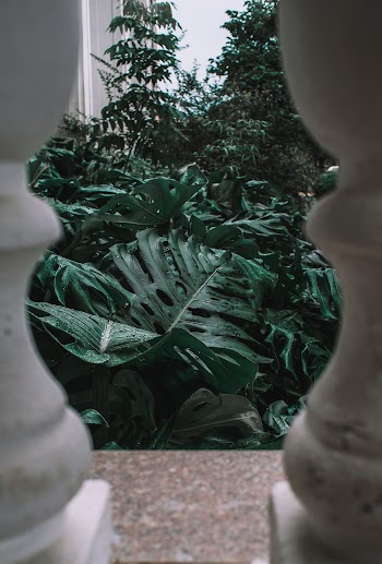 Green-leafed Plants Photo