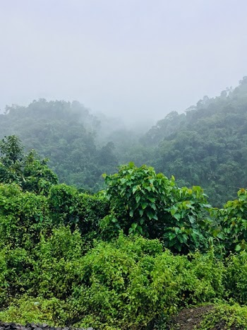 Green Leafed Plants Under Foggy Morning