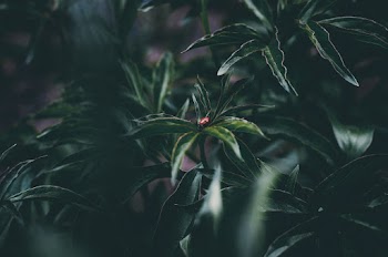 Green-leafed Platns