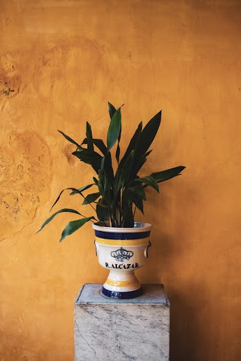 Green-leafed Potted Plant