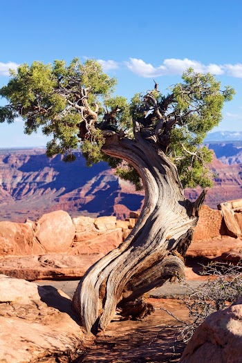 Green-leafed Tree