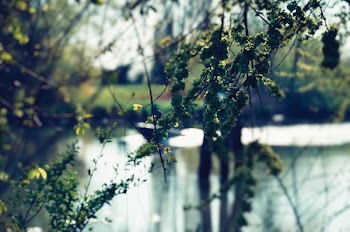 Green Leafed Tree