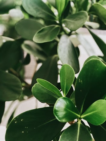 Green Leafed Tree