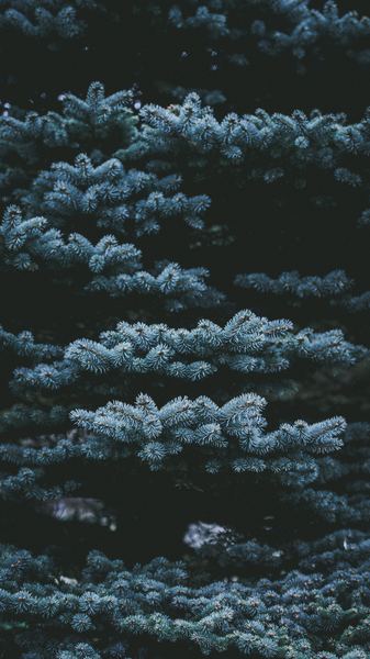 green leafed tree