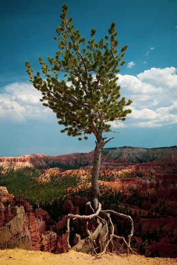 Green Leafed Tree
