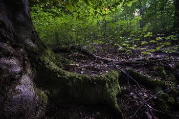 Green Leafed Tree
