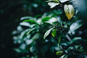 Green Leafed Tree